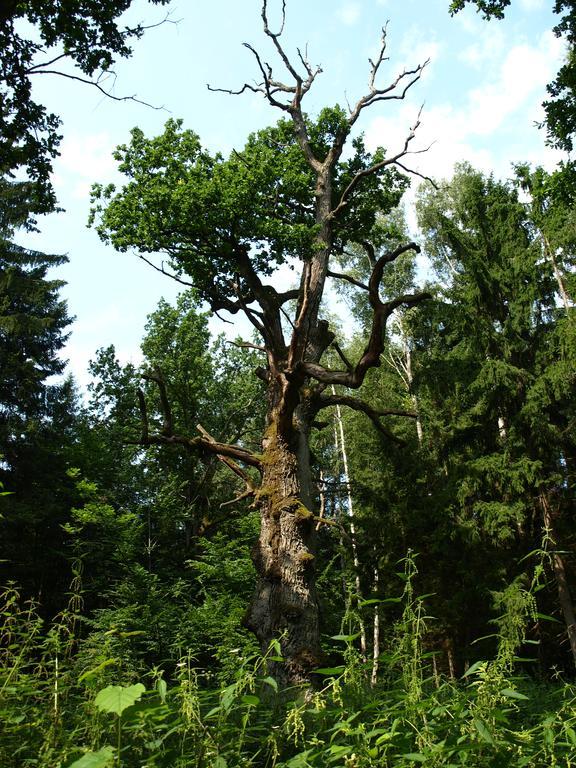 Kwiatowa Zagroda Białowieża Eksteriør billede
